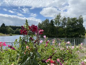 Flowers with a pond in the background