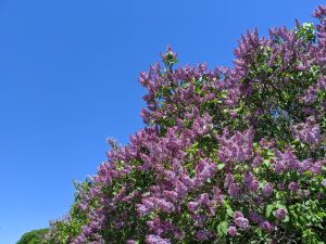 Lilac tree