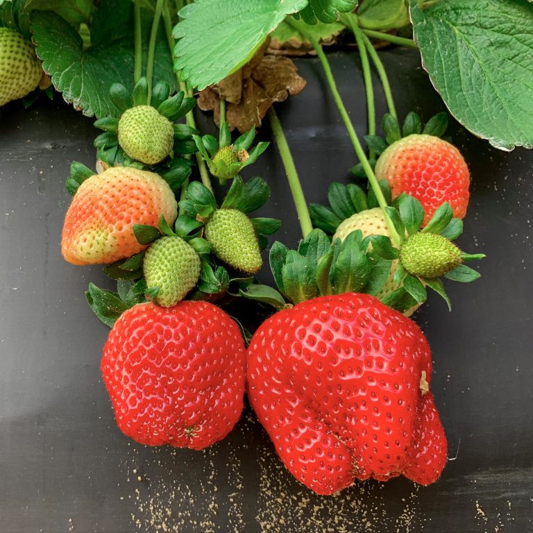 Ripe strawberries hanging from the plant