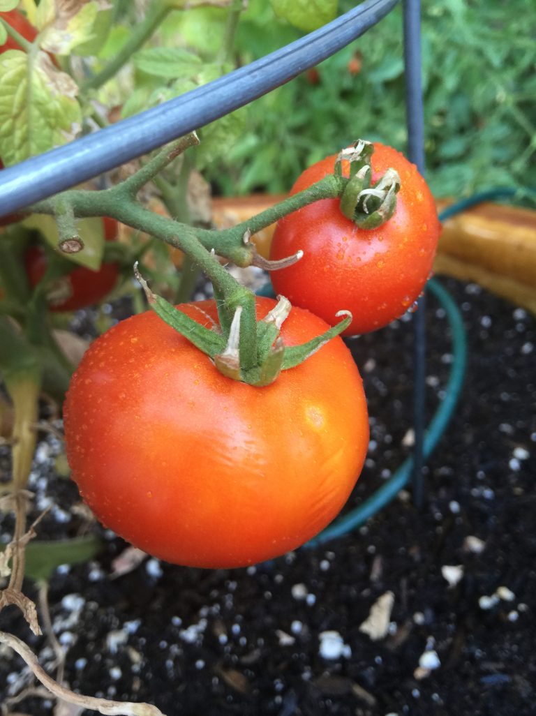 Red Ripe Tomatoes Growing In A Home Garden