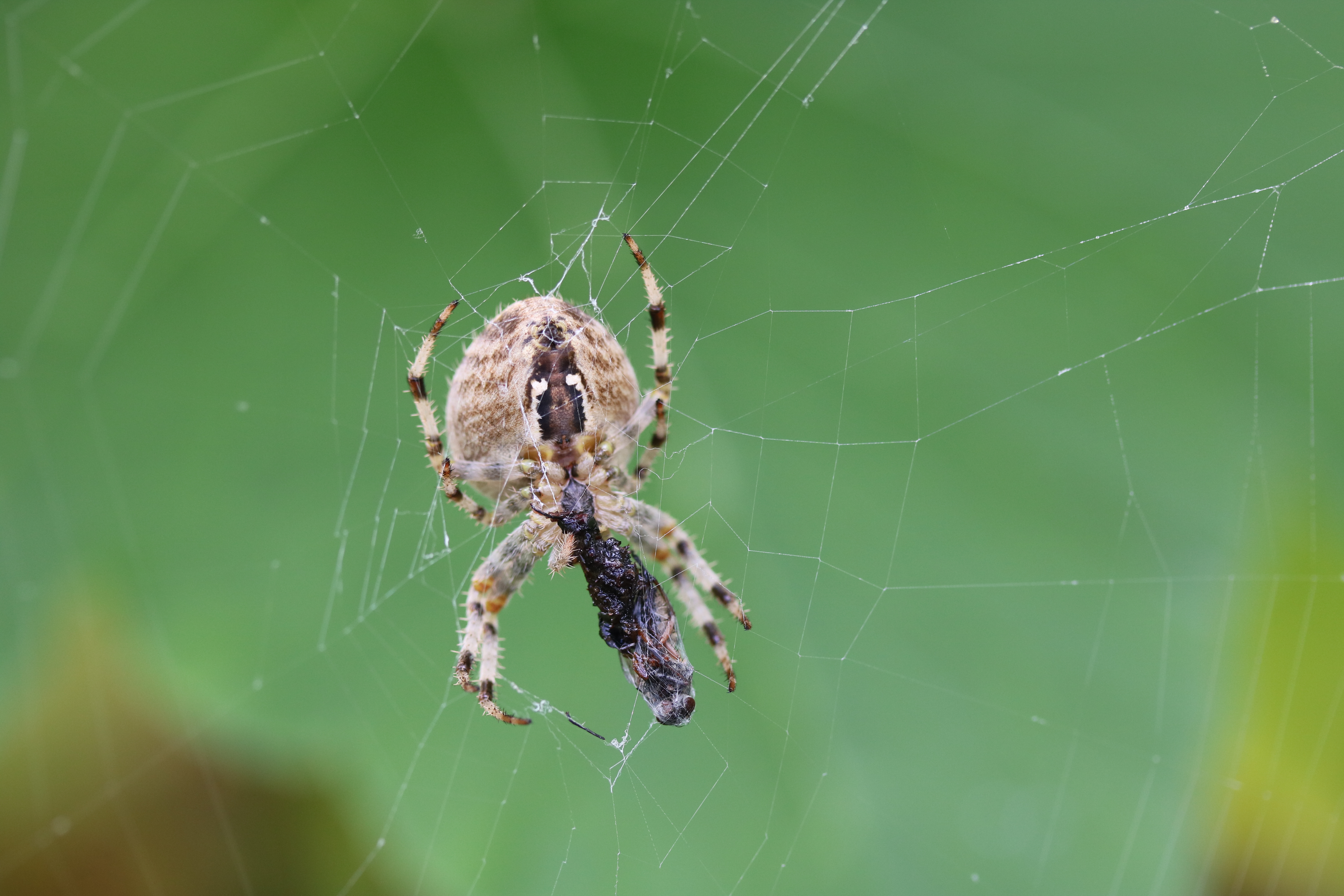 Spider in web