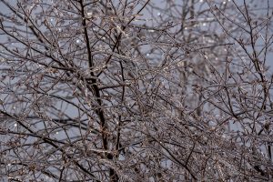 Ice covered tree branches

