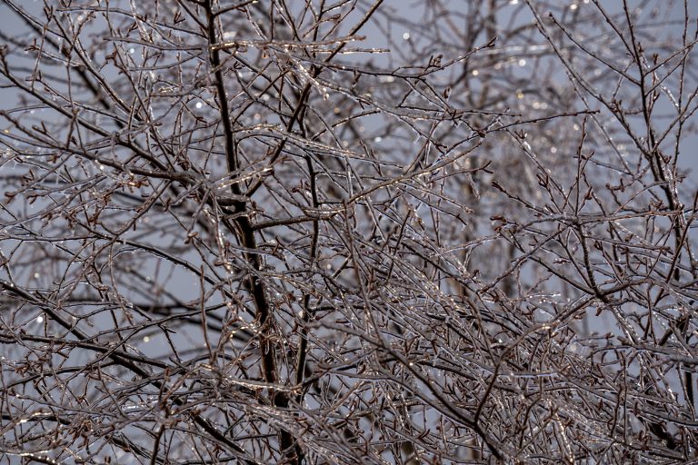 Ice covered tree branches