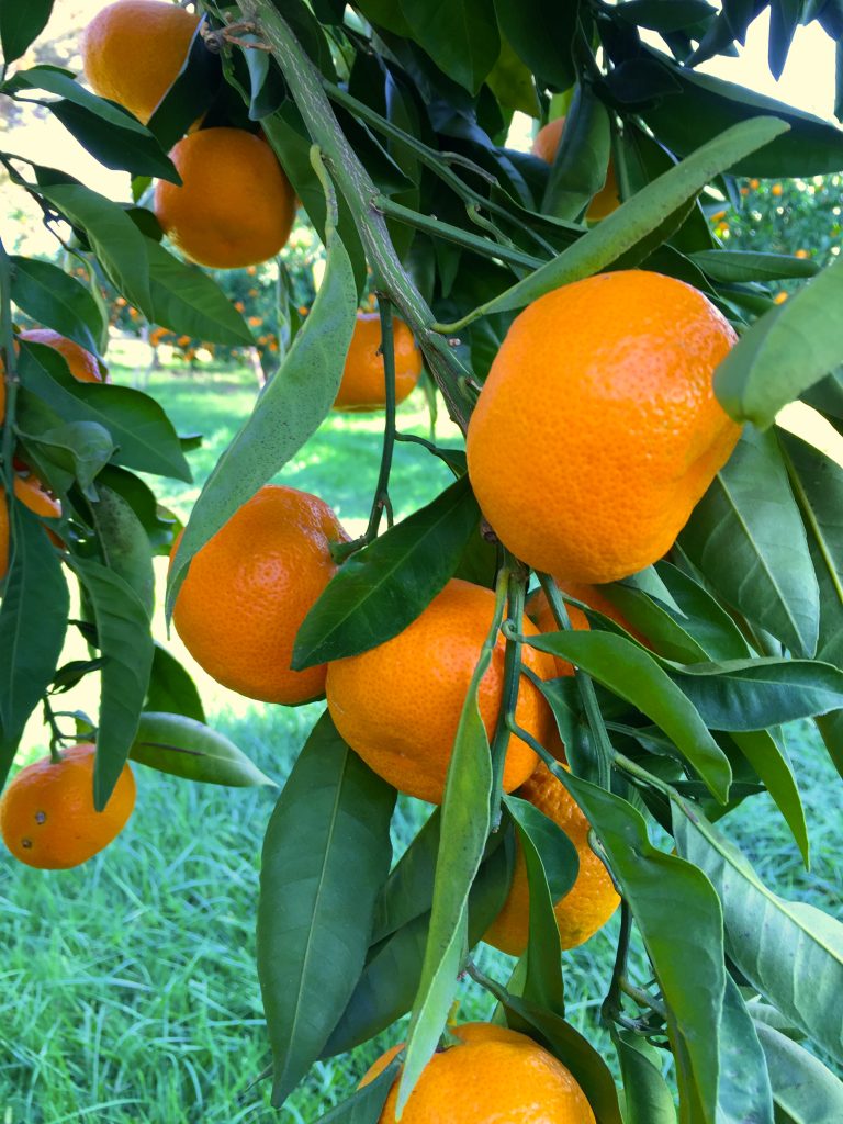 Tree Ripe Satsuma Mandarin Orange Citrus Fruit