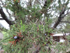 Cedar branch