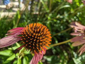 Cone flower center