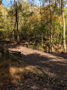 A walking path in the woods