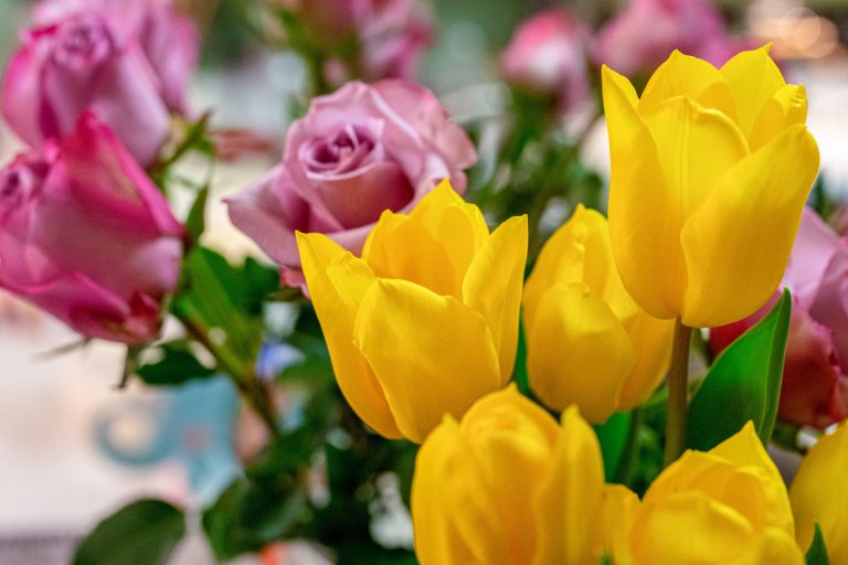 Yellow tulips and red roses