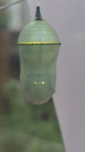 Chrysalis