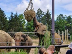 An elephant eating at the Columbus Zoo in Columbus, Ohio, USA