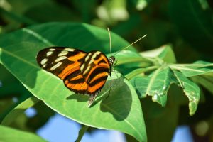 Monarch butterfly on a leaf