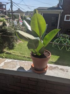 A potted rubber plant sitting on top of an outdoor wall