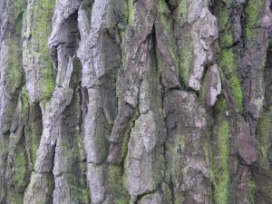 Close-up of the bark of a tree with some green moss
