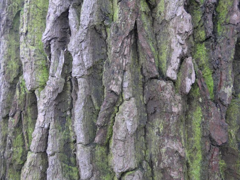 Close-up of the bark of a tree with some green moss