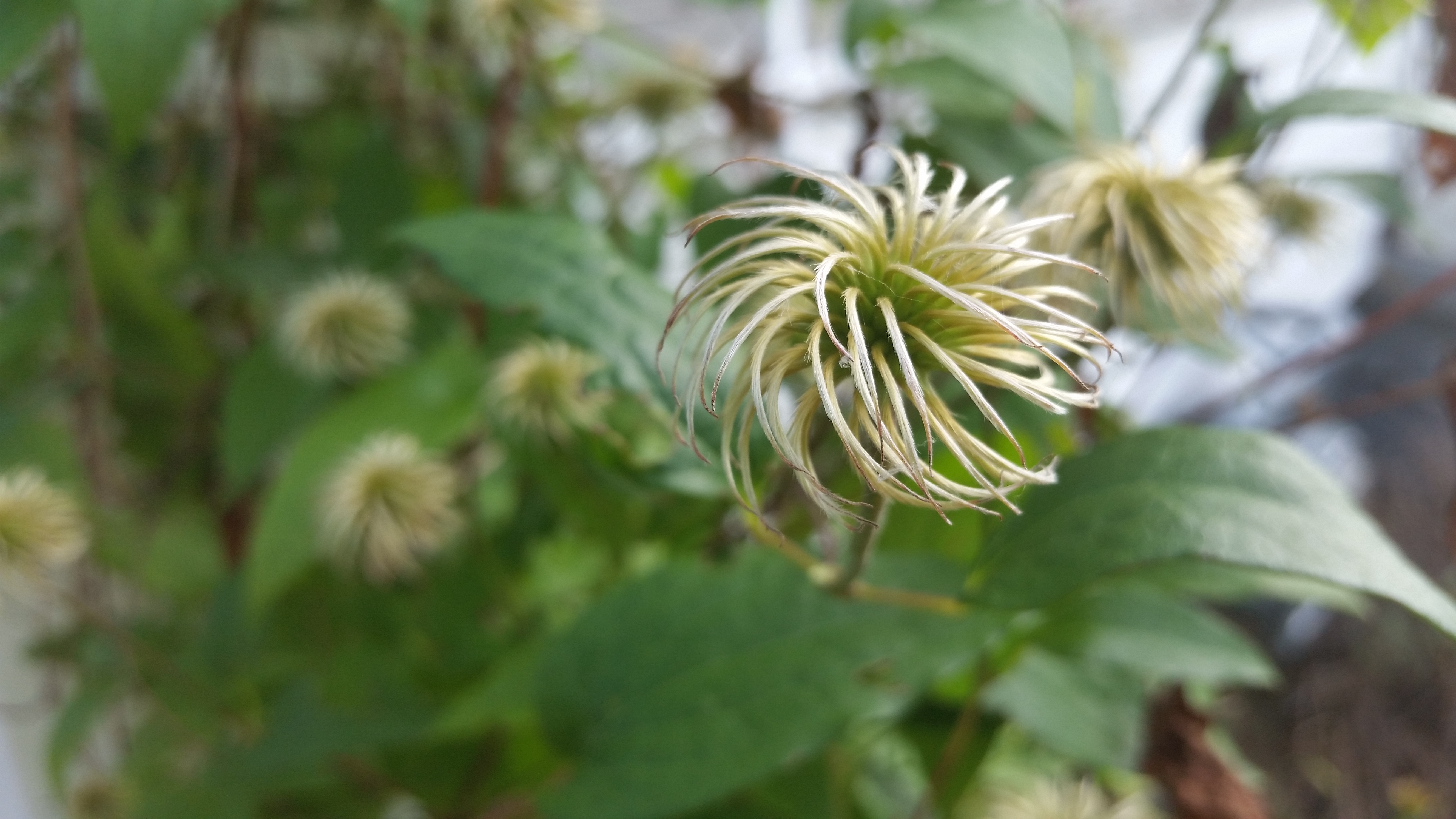 Spiral flower head