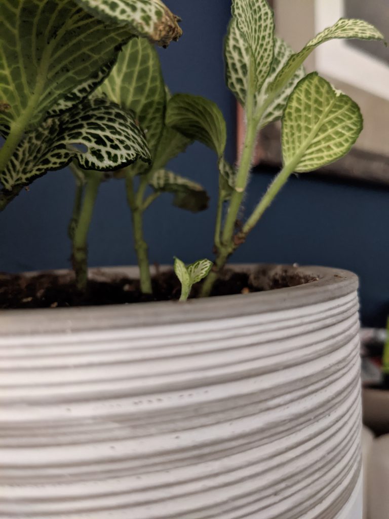 Thin leaves with vanes growing on a stem from a gray pot