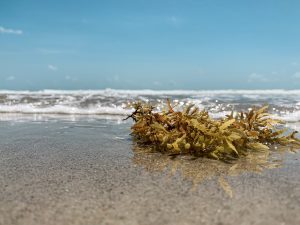 Single clump of sea grass washed up on the beach