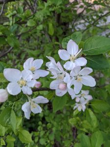 Close up of pink flowers