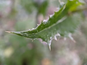 Frost on a dandelion leaf