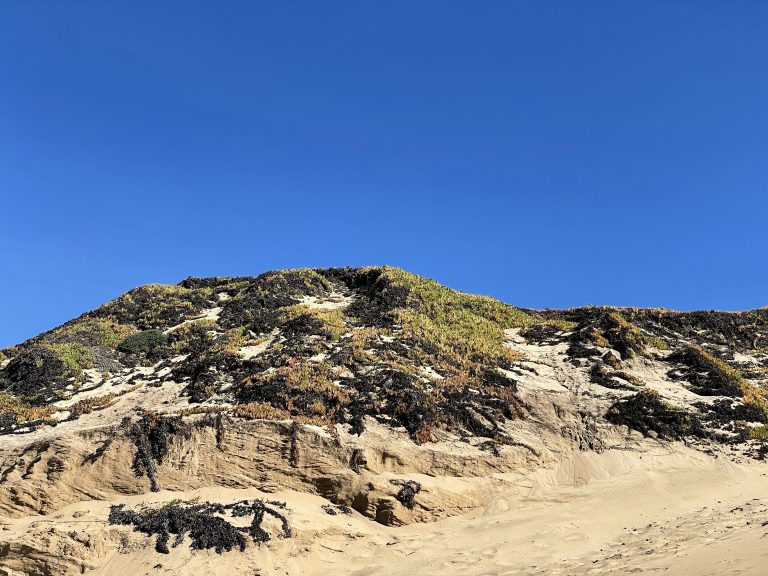 Sand dunes at Marina State Beach