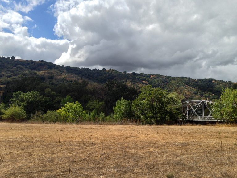 Bridge amongst the trees