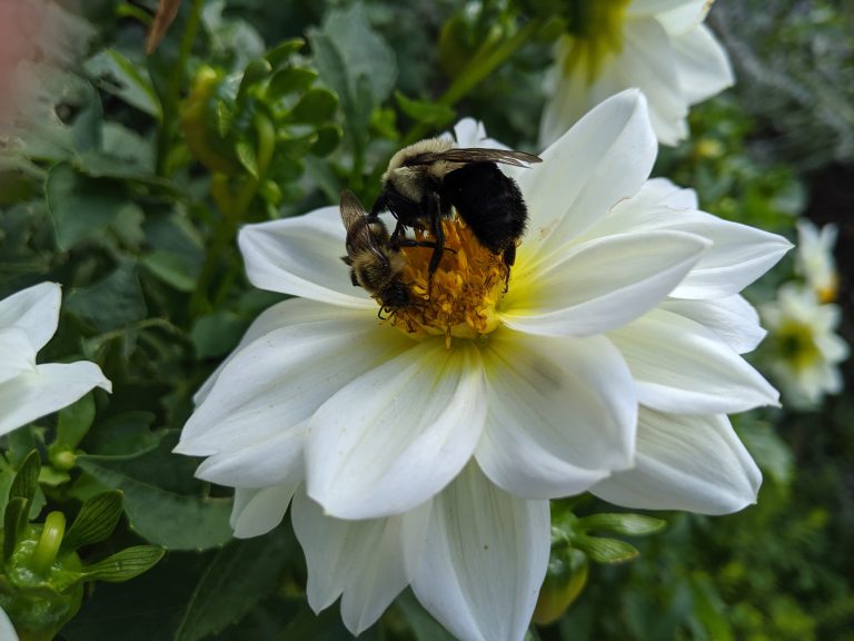 Bumblebees on a flower