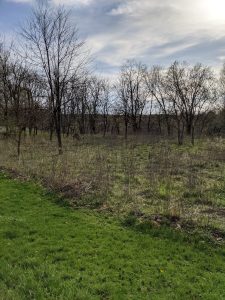 The edge of a field of grass where it becomes winter trees