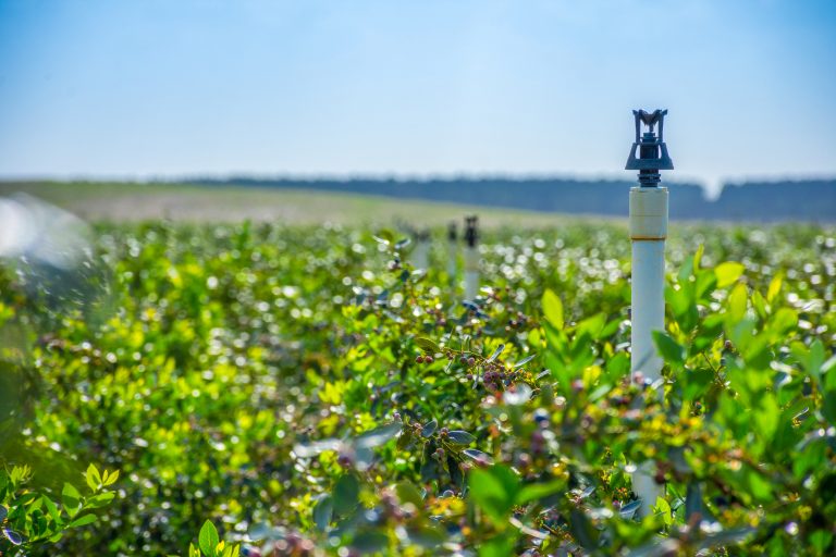 Sprinkler for the blueberry field