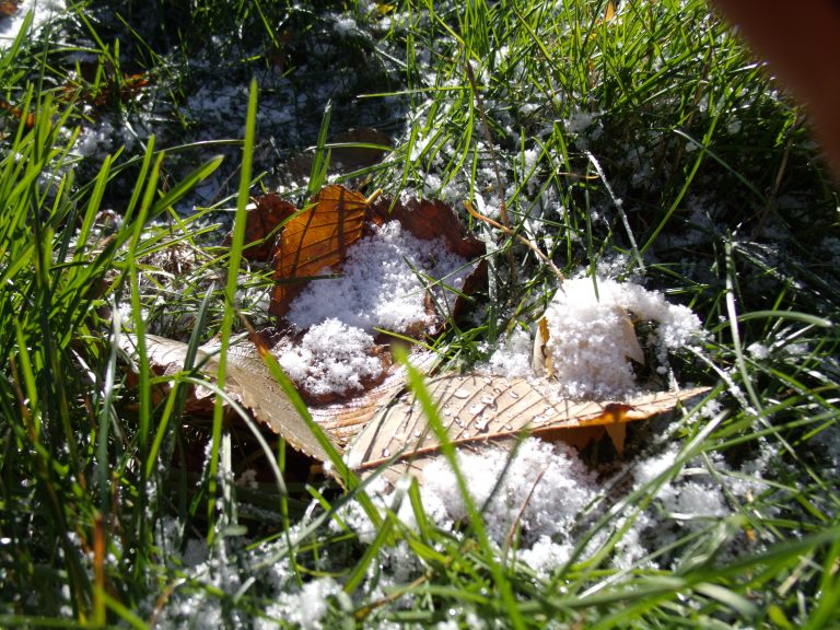 First snow in the grass