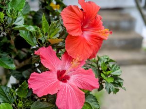 Pink and red hibiscus flowers in the sun