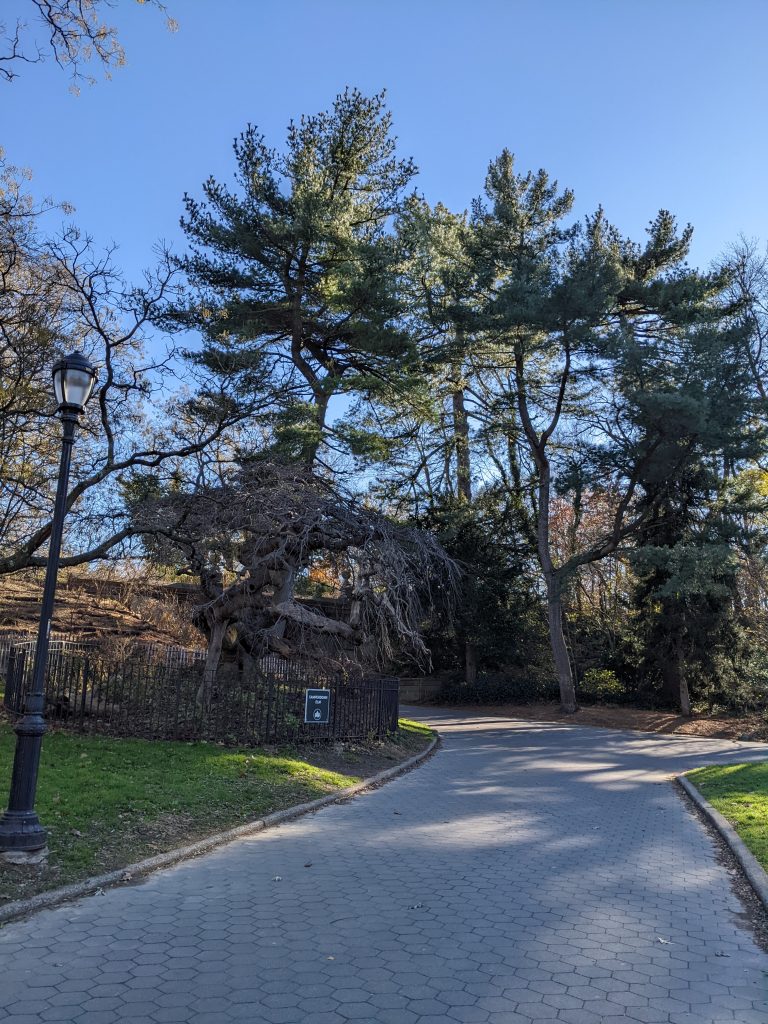 Tree-lined path in Brooklyn’s Prospect Park