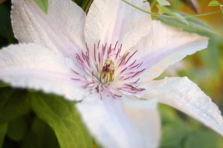 Passiflora, known also as the passion flowers or passion vines