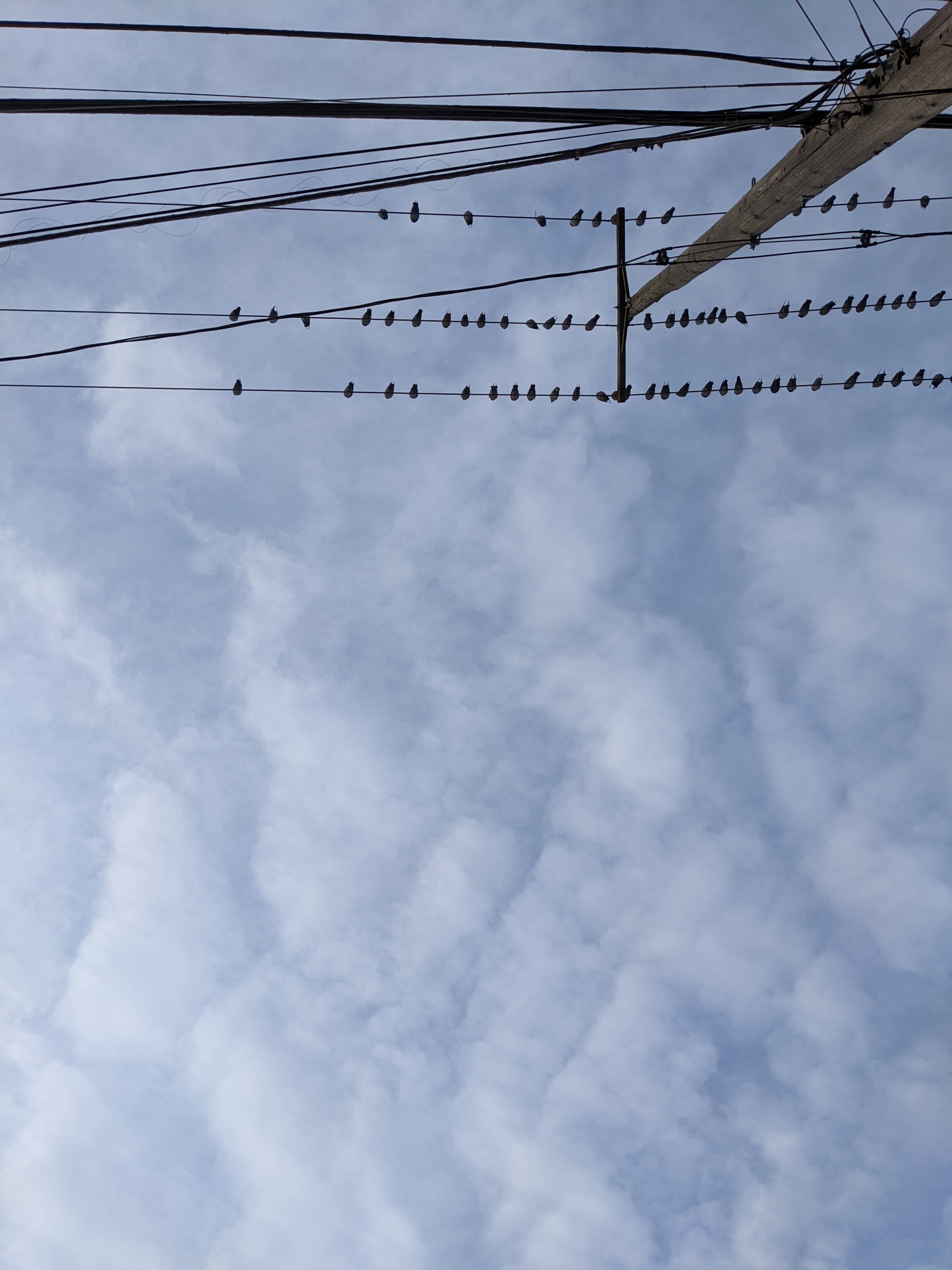 A sky, almost totally blocked by white pillowy clouds and some birds on an electrical line can be seen.