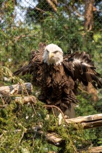 Bald eagle at the Cleveland Zoo