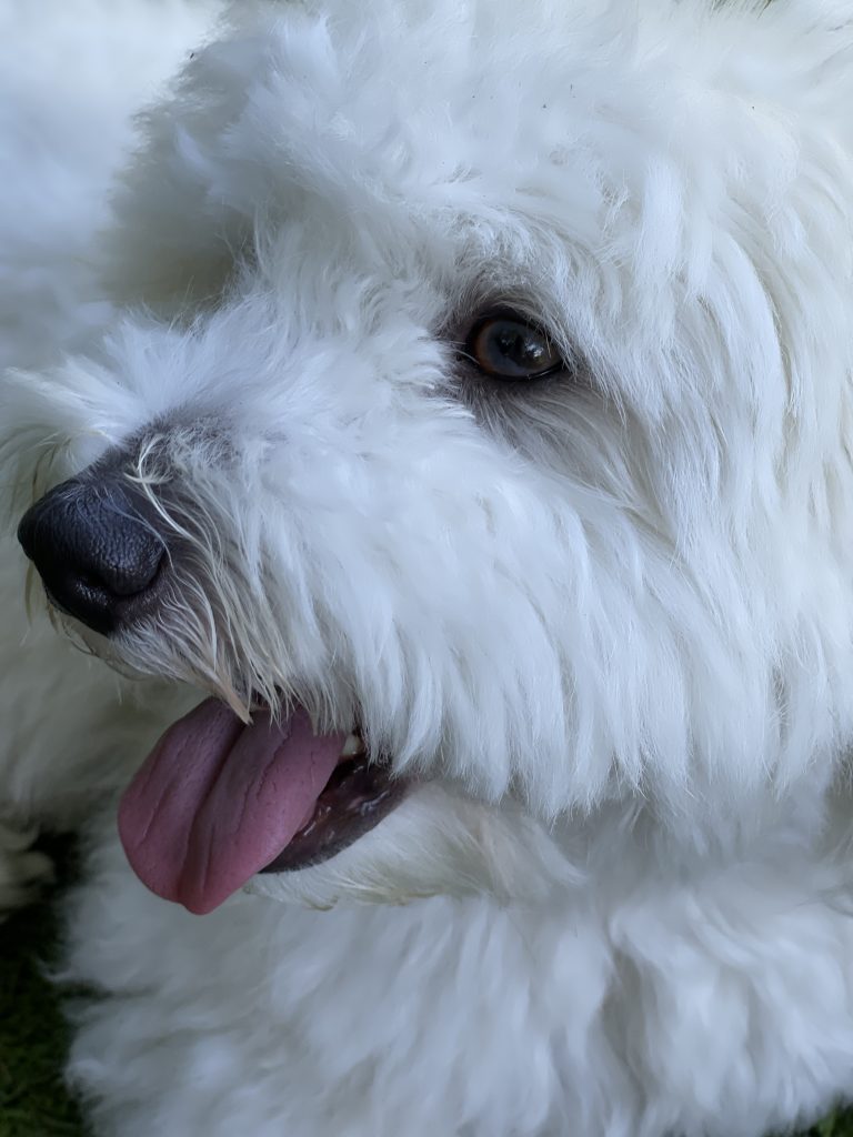 White cockapoo