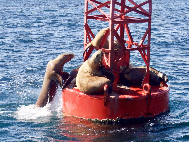 Sea lions resting on a red buoy in the ocean, with one sea lion attempting to climb up while others lie sprawled across the platform.