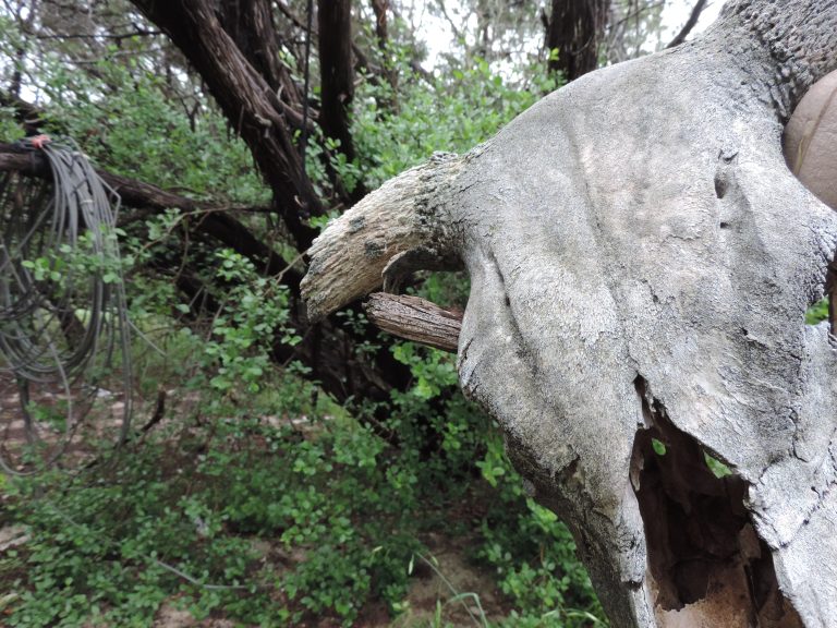 Cow skull