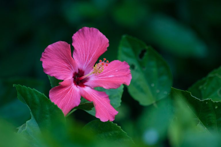 A closeup of a hibiscus flower in bloom.