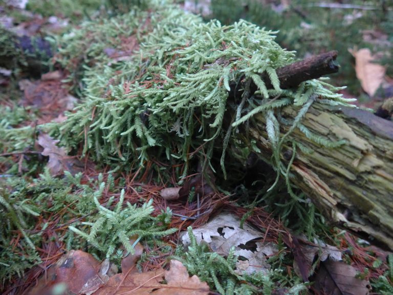 Moss and pines on the ground in a forest