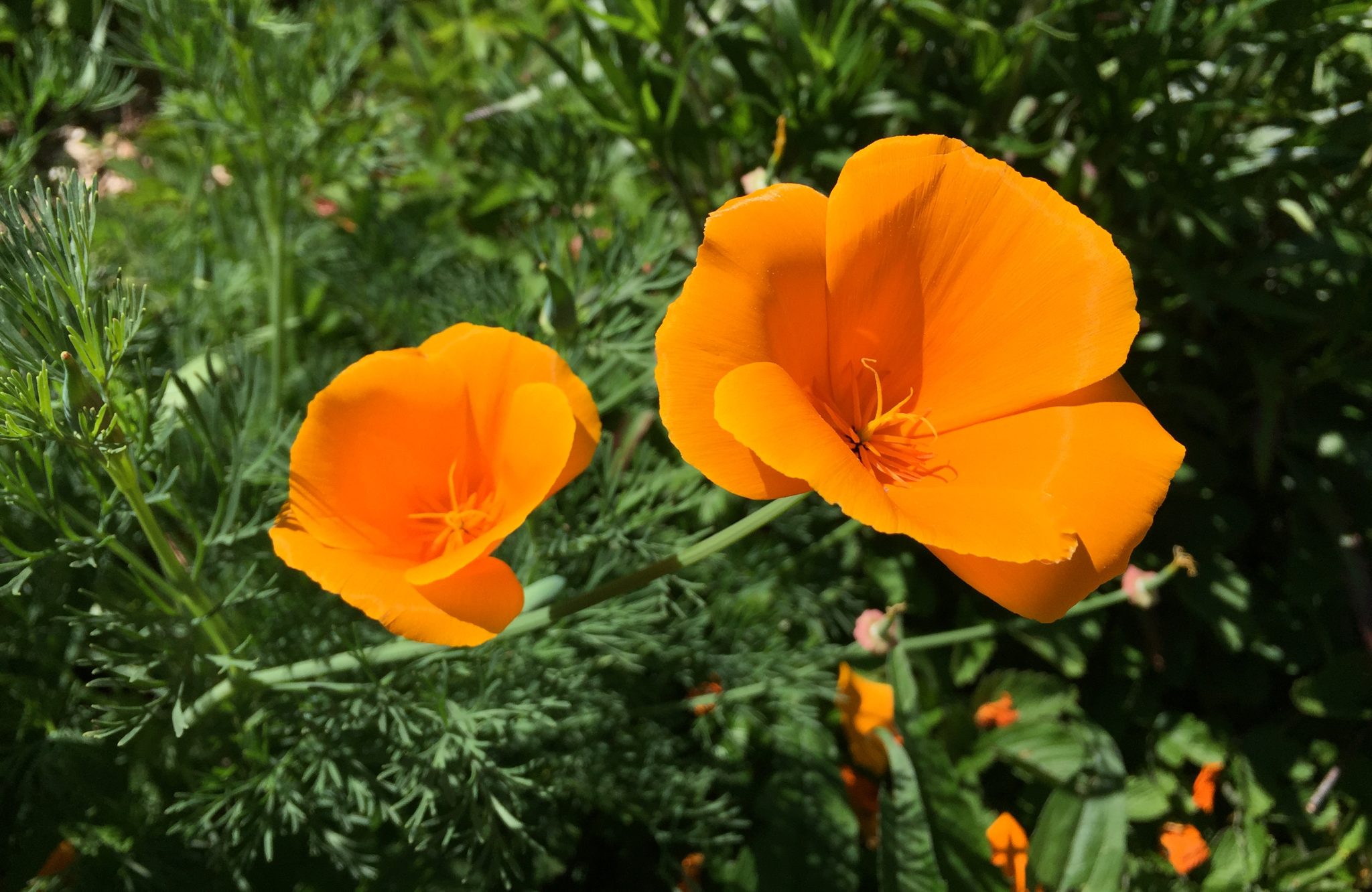 Orange California Poppies