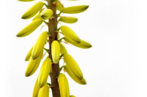 Detail of an aloe vera flower against white background