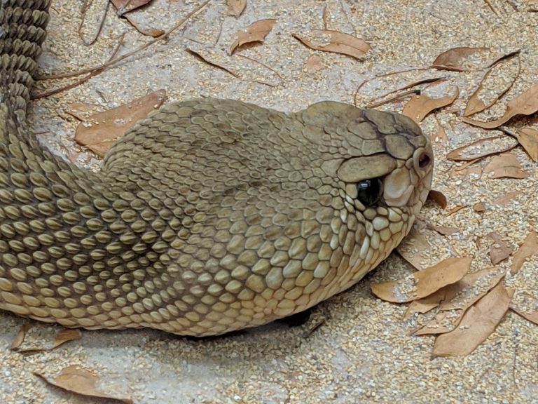 Rattlesnake head