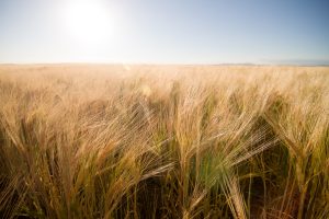 Wheat fields and lens flare