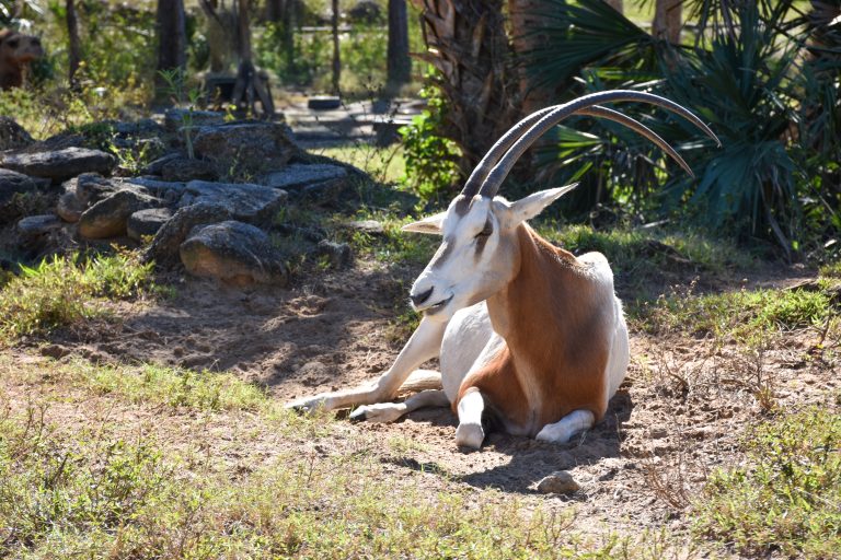 Oryx antellope resting on the ground