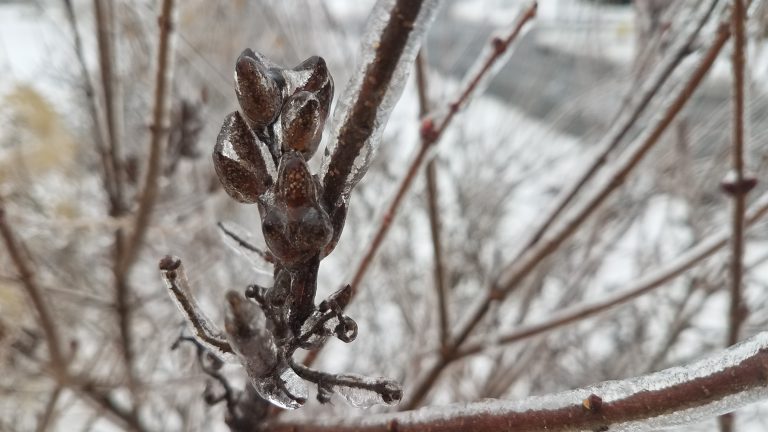 Ice on a branch