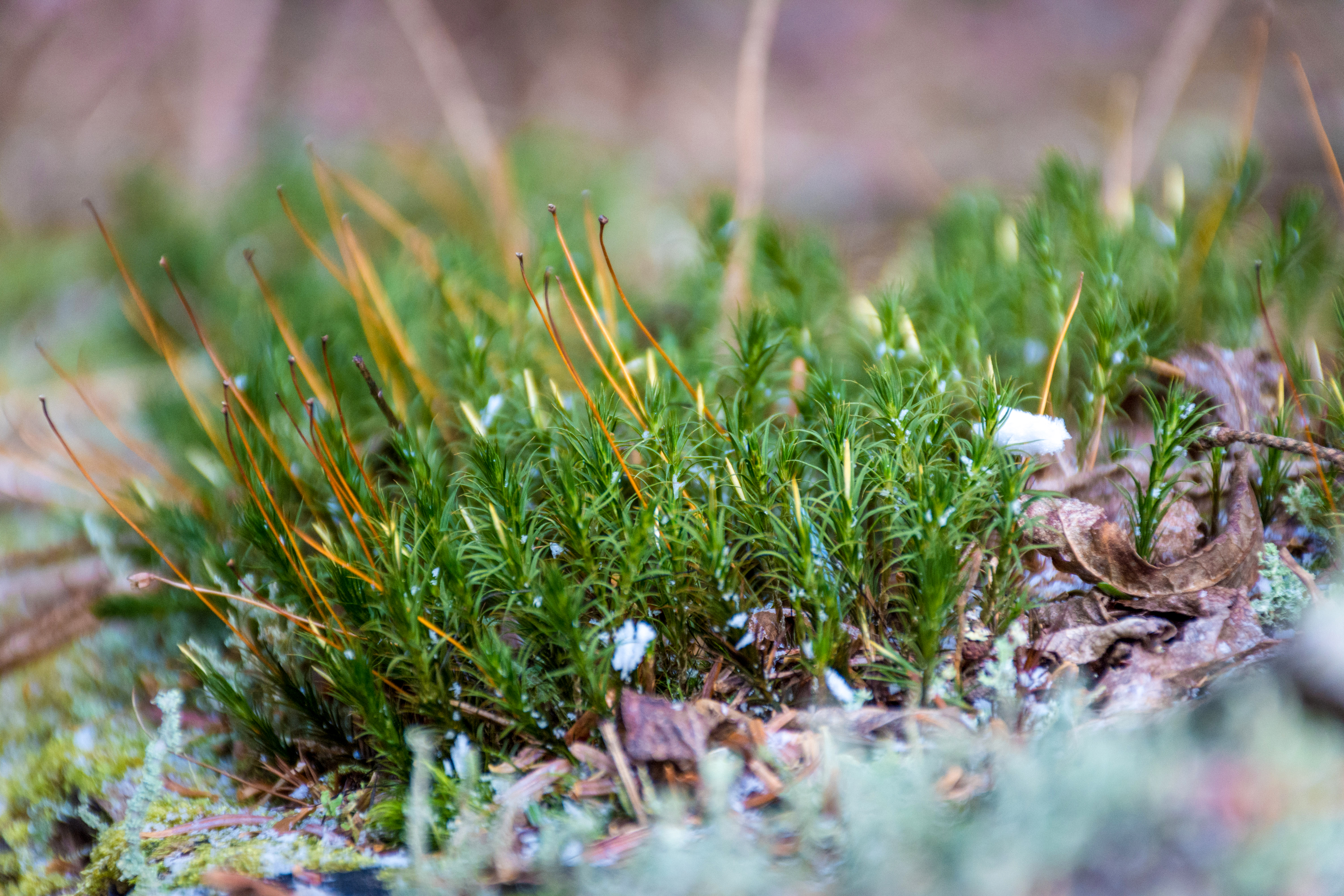 Tiny grasses growing out of an open patch of snowy ground