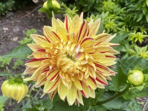 Dahlia