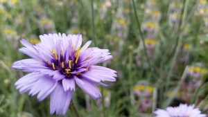 Purple flower