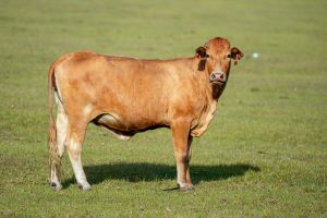 Brown cow in a field looking at the camera