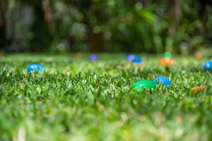 Colored plastic eggs, hidden and ready to be found